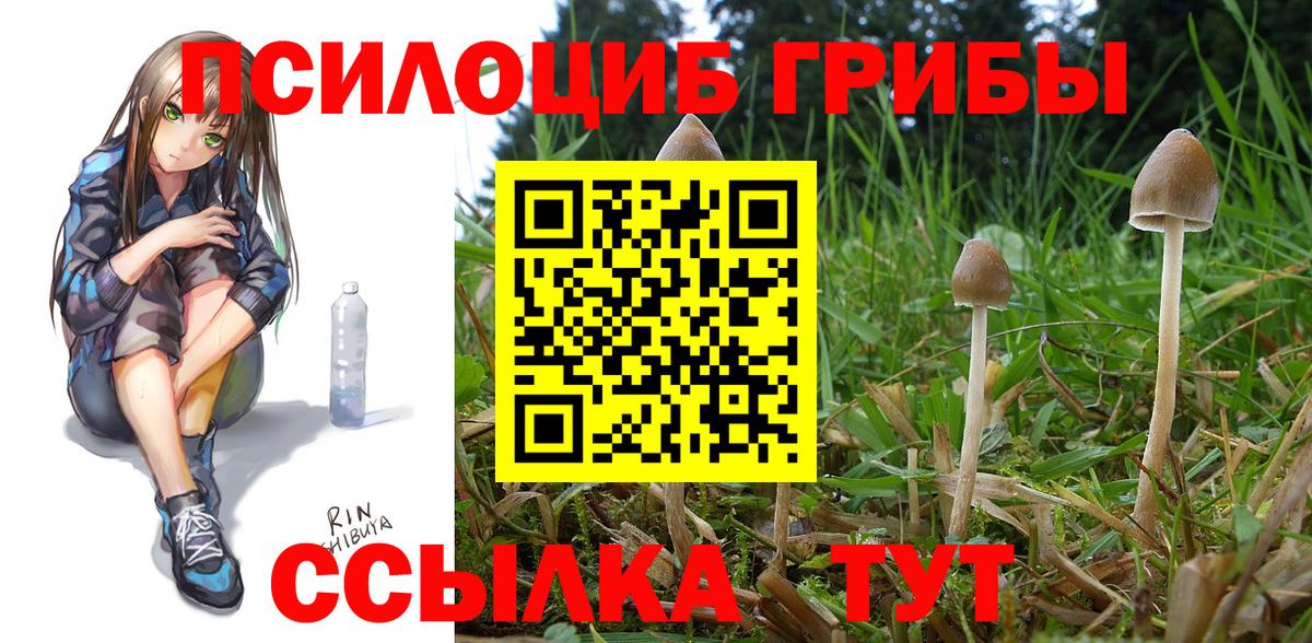 Псилоцибиновые грибы Cubensis Азов